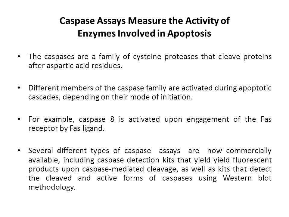 Caspase Assays Measure the Activity of Enzymes Involved in Apoptosis