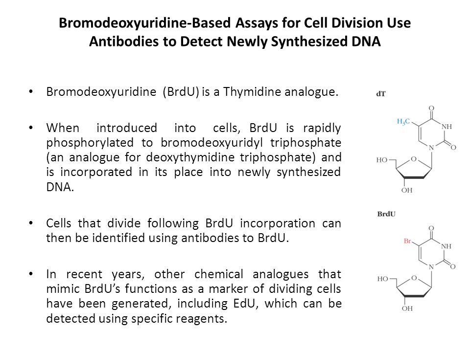 Bromodeoxyuridine-Based Assays for Cell Division Use Antibodies to Detect Newly Synthesized DNA