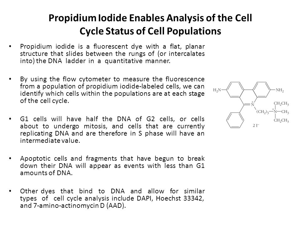Propidium Iodide Enables Analysis of the Cell Cycle Status of Cell Populations