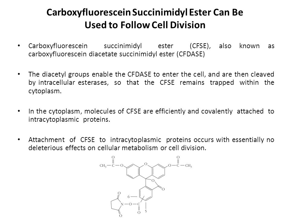 Carboxyfluorescein Succinimidyl Ester Can Be Used to Follow Cell Division