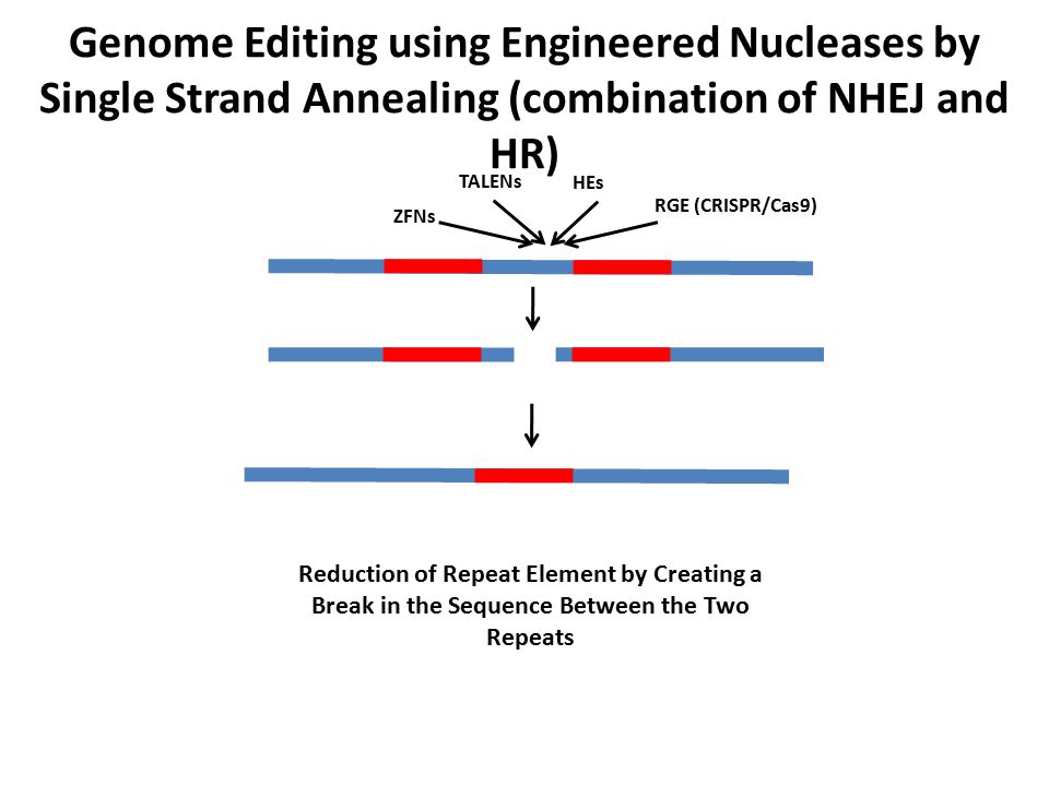 Genome Editing using Engineered Nucleases by Single Strand Annealing (combination of NHEJ and HR)