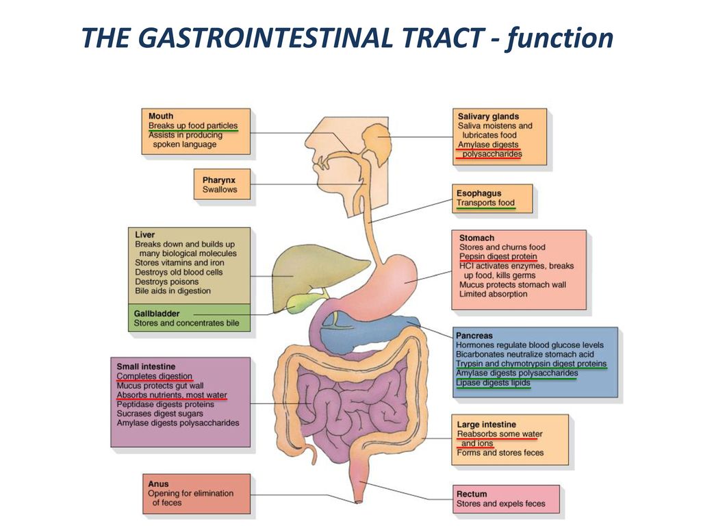 Gastrointestinal vacation sodomite compilations