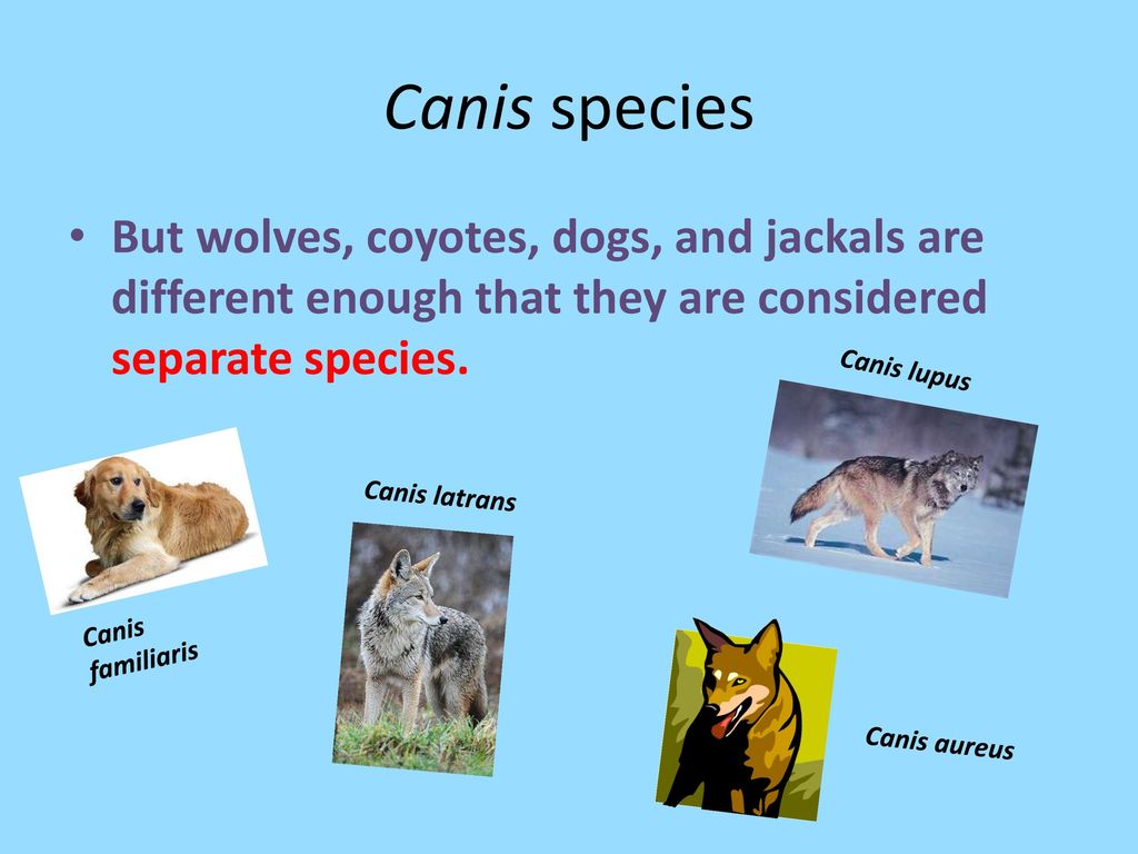 Canis species But wolves, coyotes, dogs, and jackals are different enough that they are considered separate species.