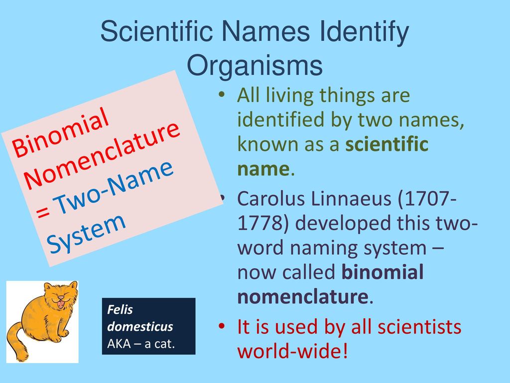 Scientific Names Identify Organisms