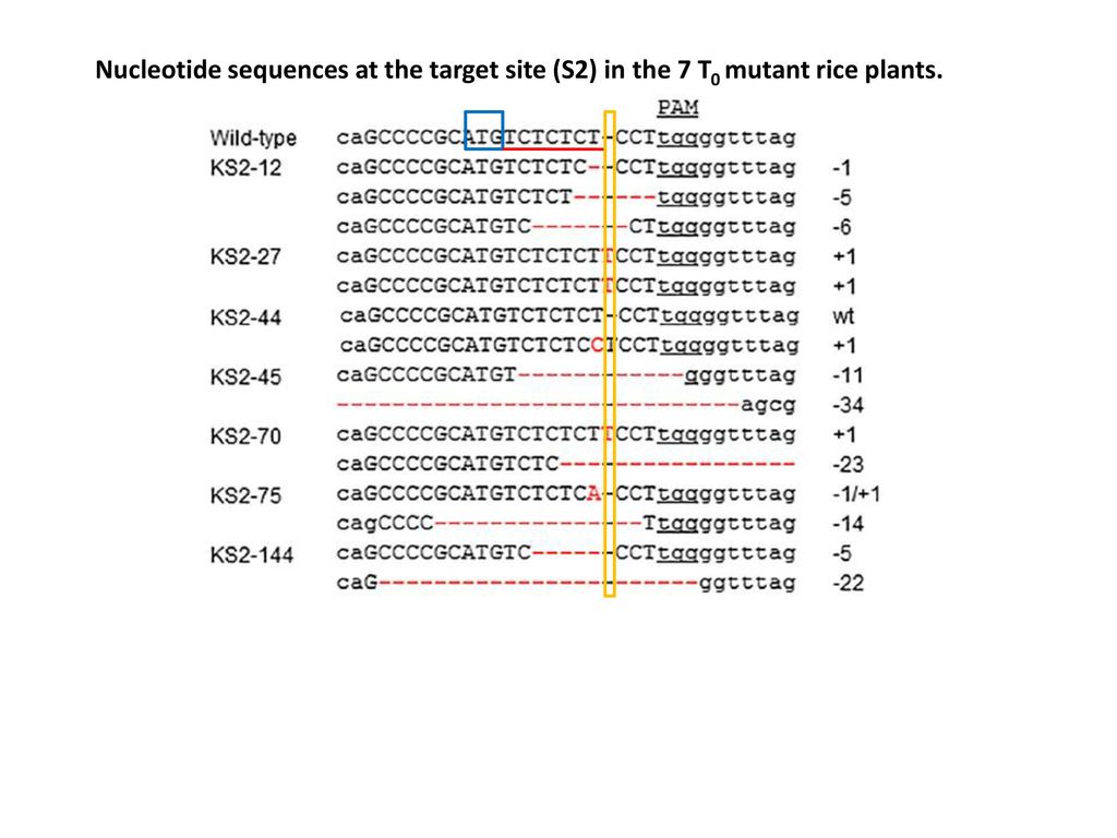 Nucleotide sequences at the target site (S2) in the 7 T0 mutant rice plants.