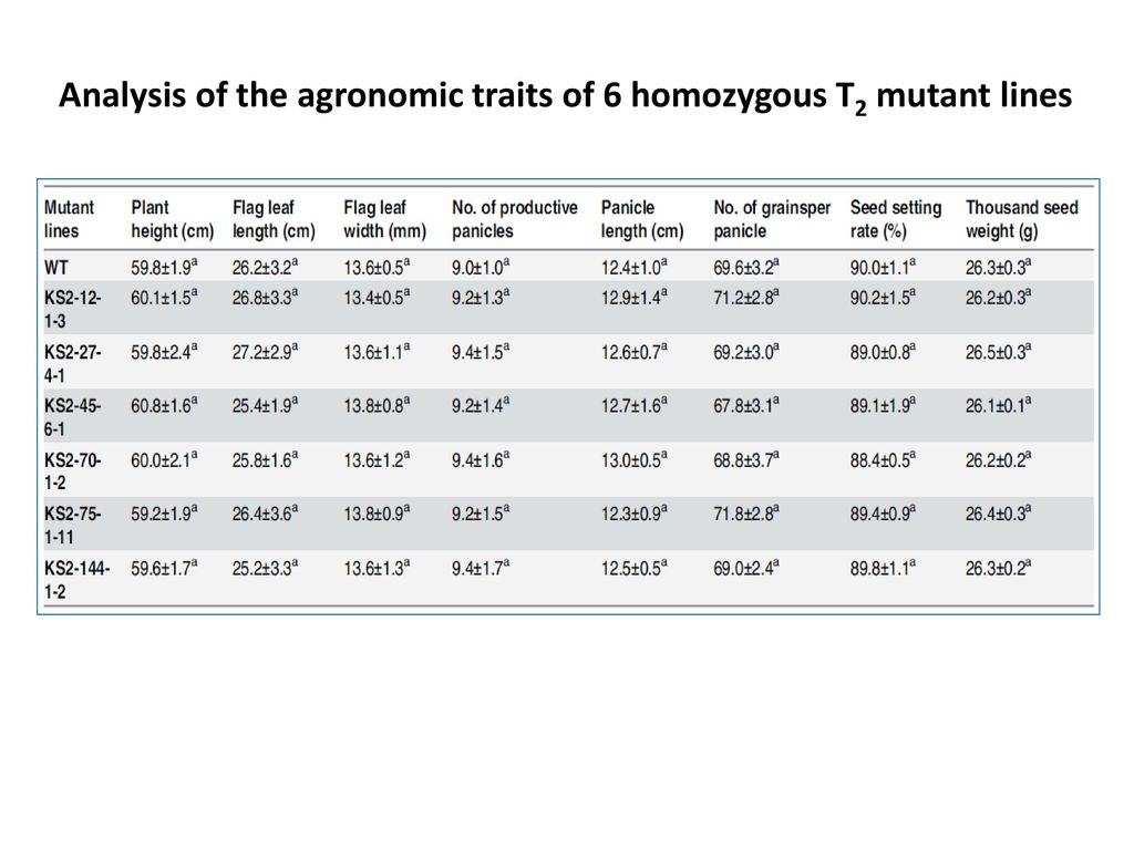 Analysis of the agronomic traits of 6 homozygous T2 mutant lines