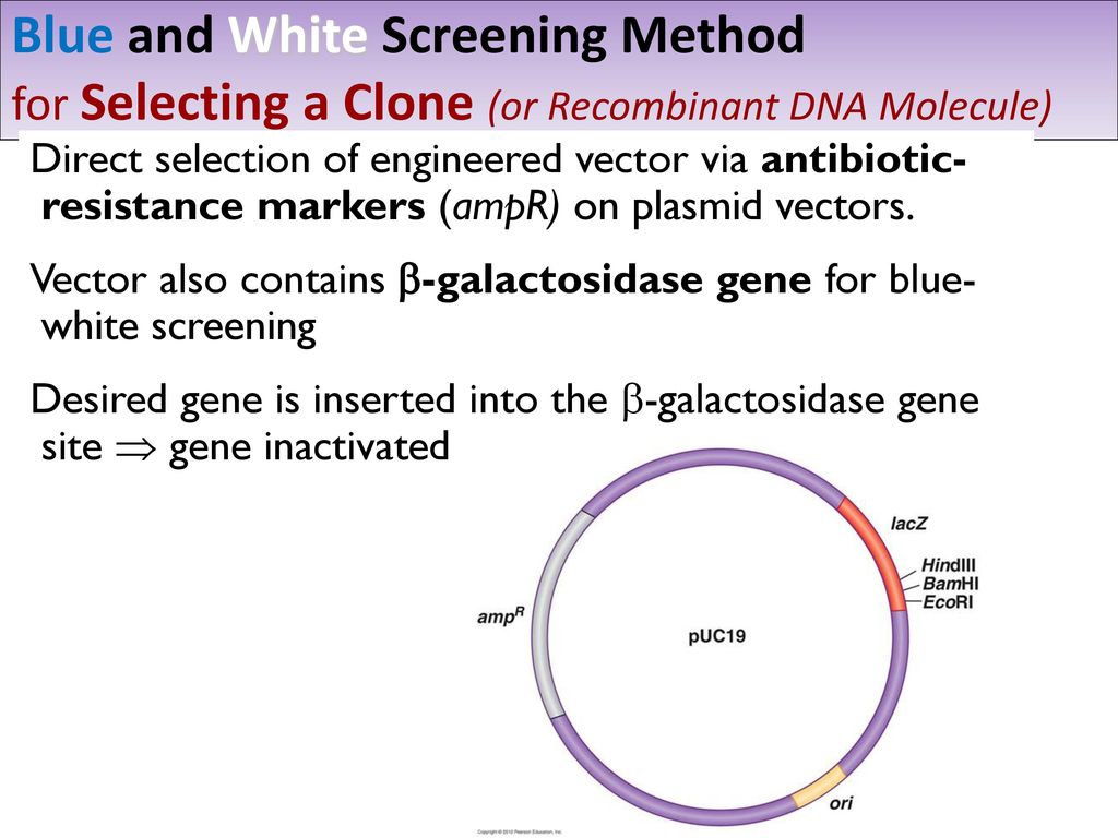 Blue and White Screening Method for Selecting a Clone (or Recombinant DNA Molecule)
