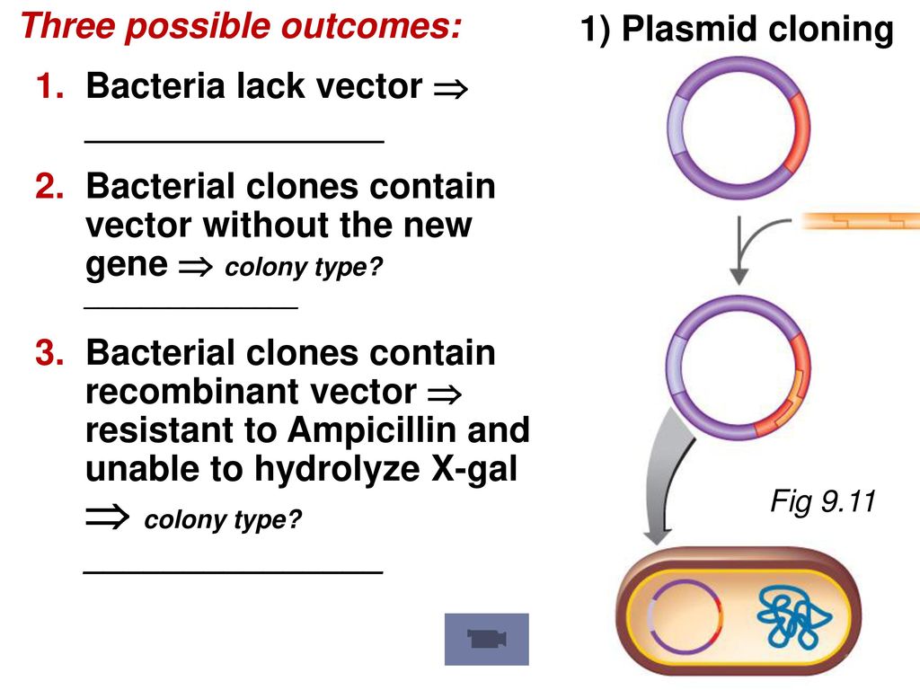 Three possible outcomes: Bacteria lack vector  _______________