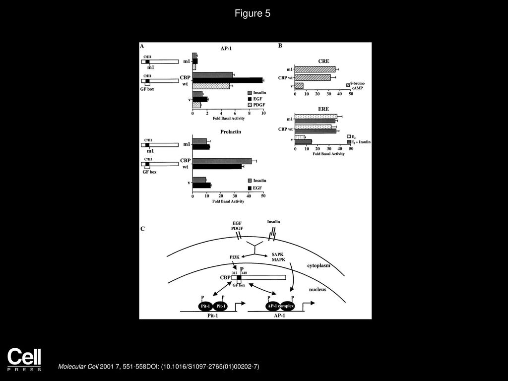 Figure 5 Replacement of S436 with Alanine in Full-Length CBP Blocks AP-1 and Pit-1-Dependent Gene Activation.