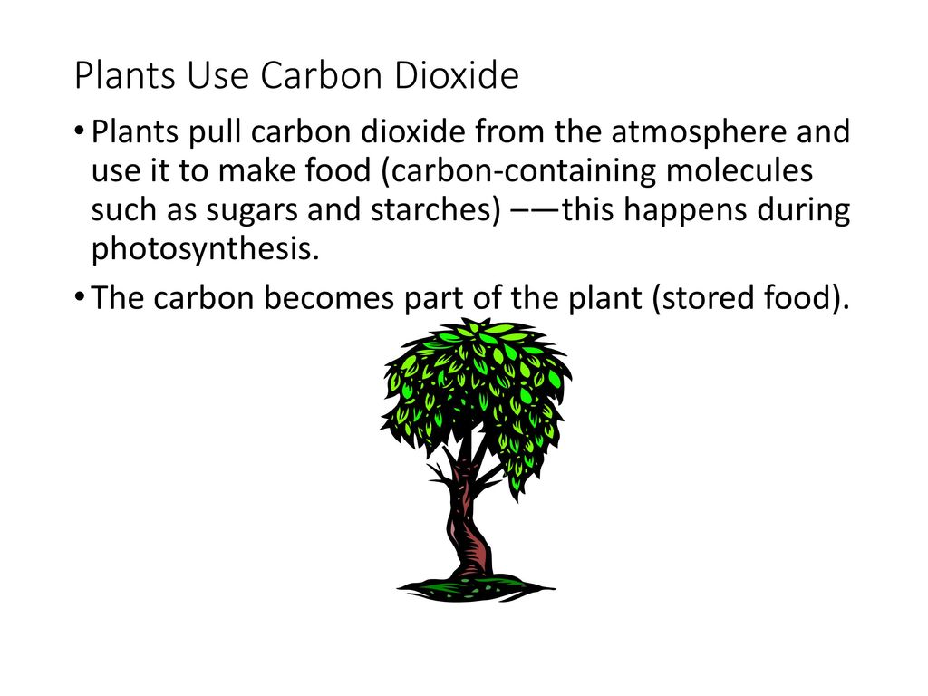 Plants Use Carbon Dioxide