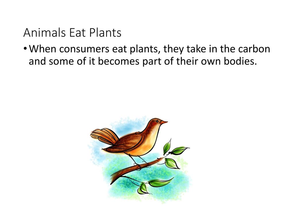 Animals Eat Plants When consumers eat plants, they take in the carbon and some of it becomes part of their own bodies.