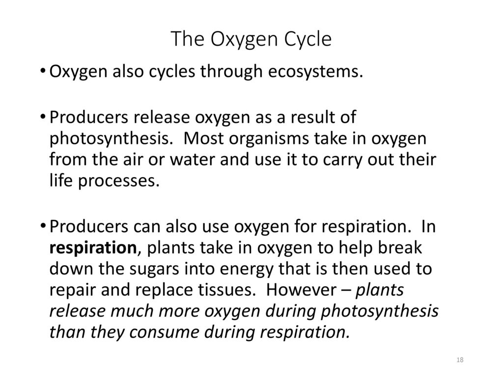 The Oxygen Cycle Oxygen also cycles through ecosystems.