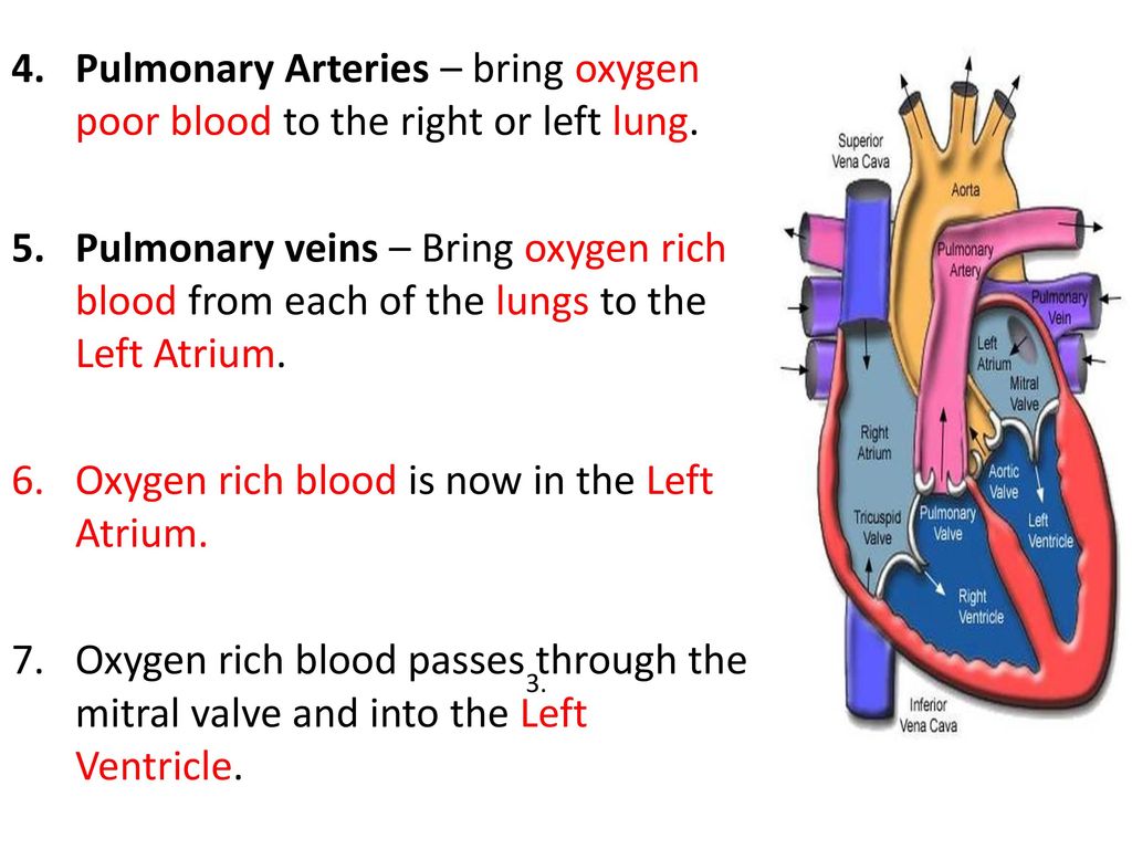 Oxygen rich blood is now in the Left Atrium.