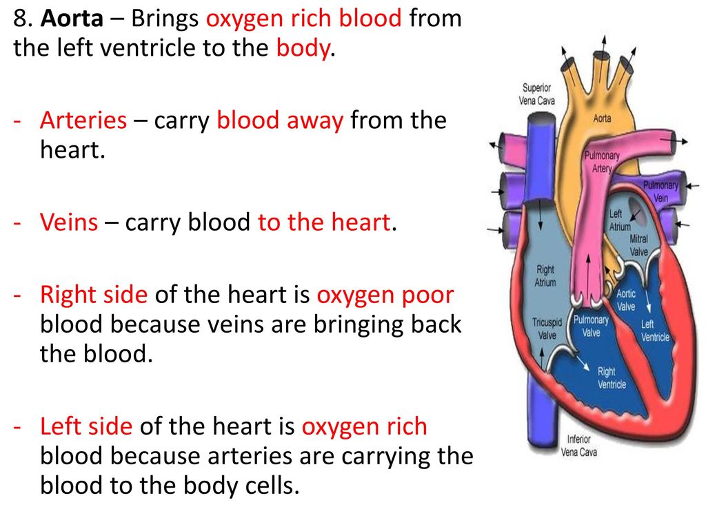 8. Aorta – Brings oxygen rich blood from the left ventricle to the body.
