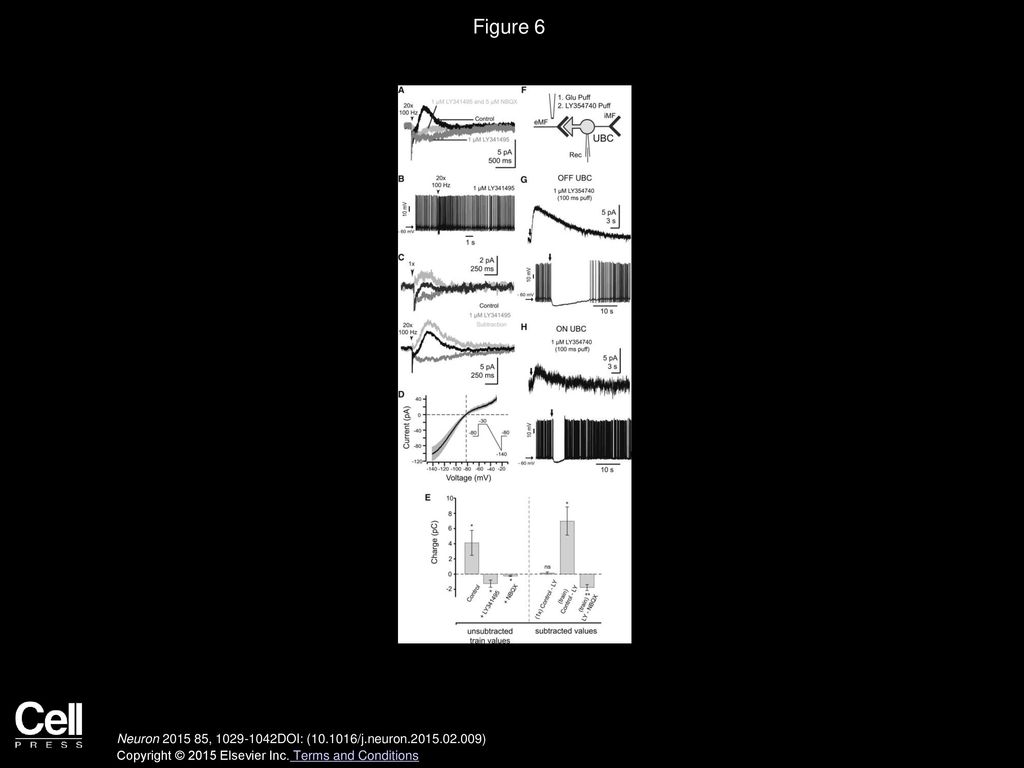Figure 6 Synaptic Activation of mGluR2 Receptors in OFF UBCs
