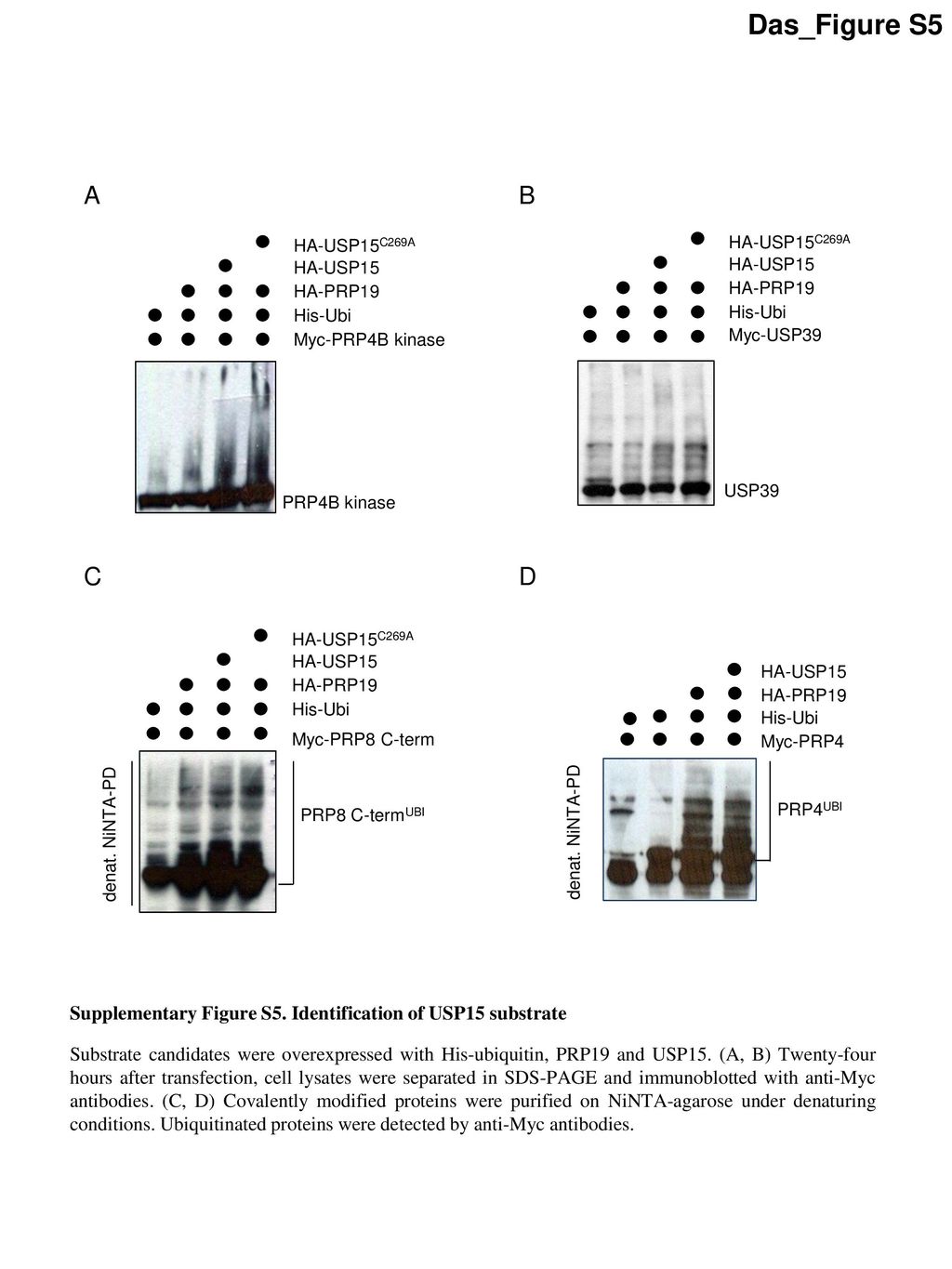 Das_Figure S5 A. B. Myc-PRP4B kinase. His-Ubi. HA-USP15. HA-USP15C269A. HA-PRP19. PRP4B kinase.