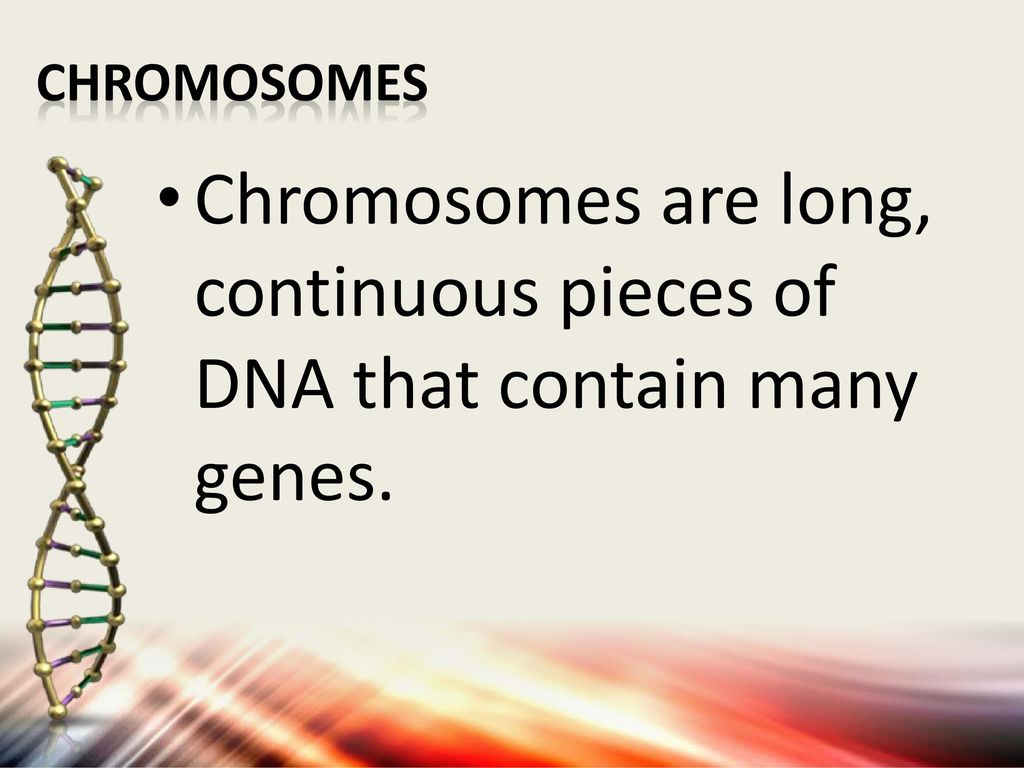 CHROMOSOMES Chromosomes are long, continuous pieces of DNA that contain many genes.