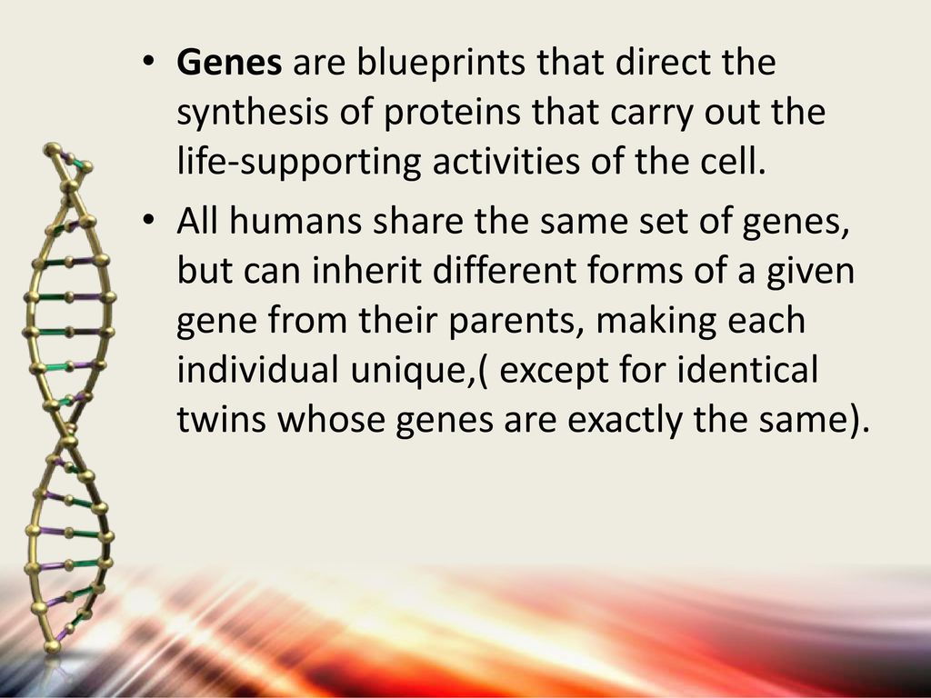 Genes are blueprints that direct the synthesis of proteins that carry out the life-supporting activities of the cell.