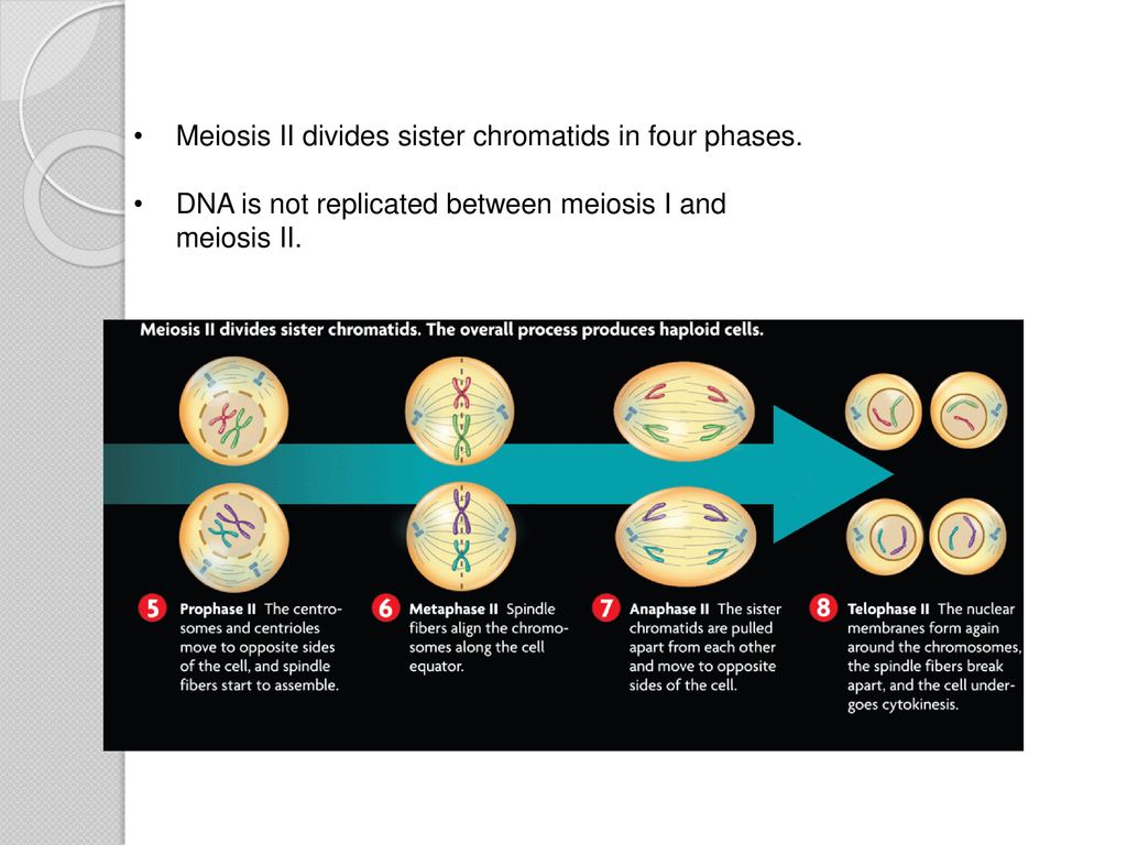 Meiosis II divides sister chromatids in four phases.