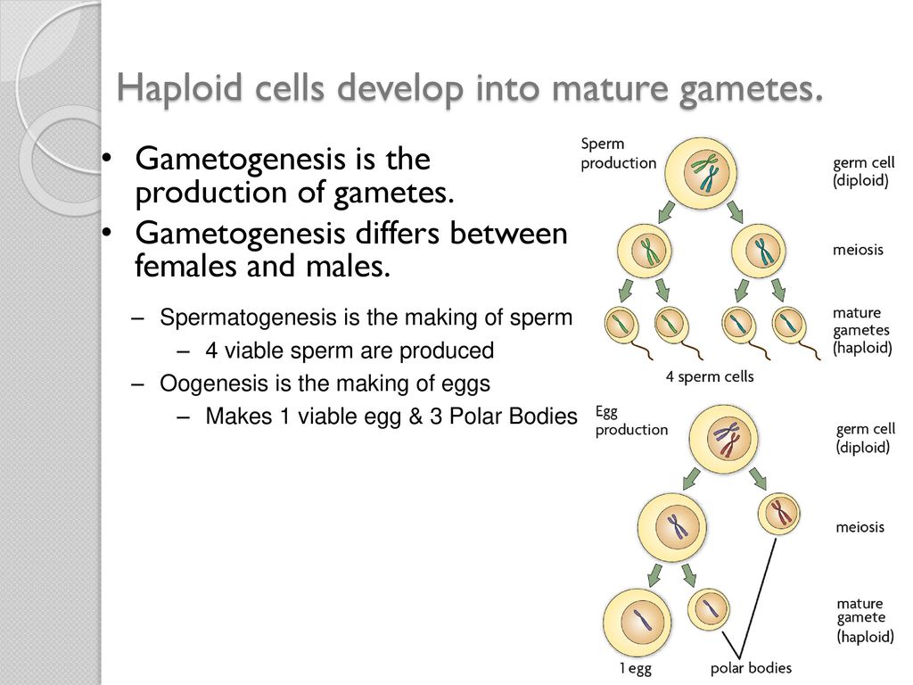 Haploid cells develop into mature gametes.
