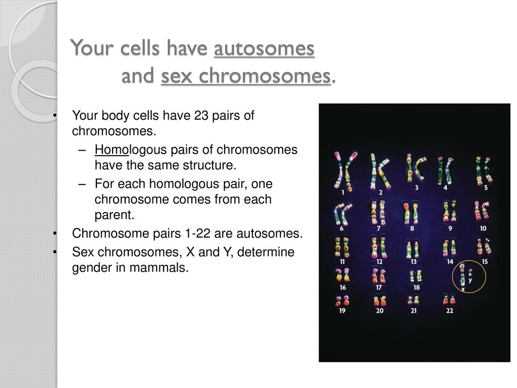 Your cells have autosomes and sex chromosomes.