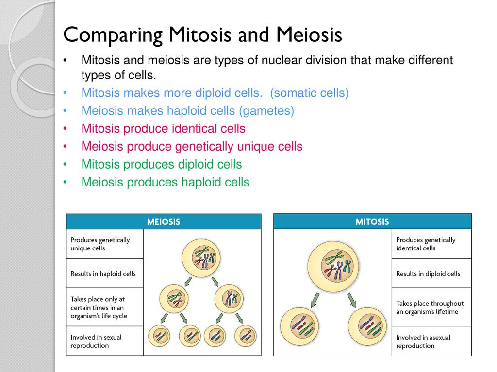 Comparing Mitosis and Meiosis