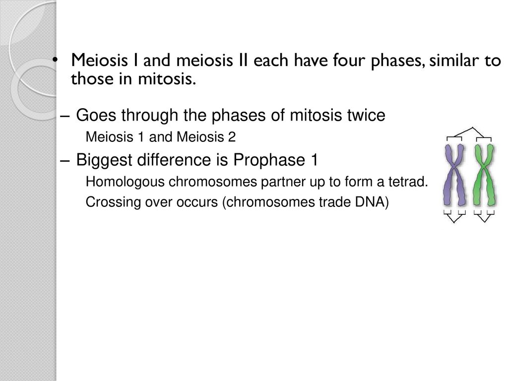 Meiosis I and meiosis II each have four phases, similar to those in mitosis.