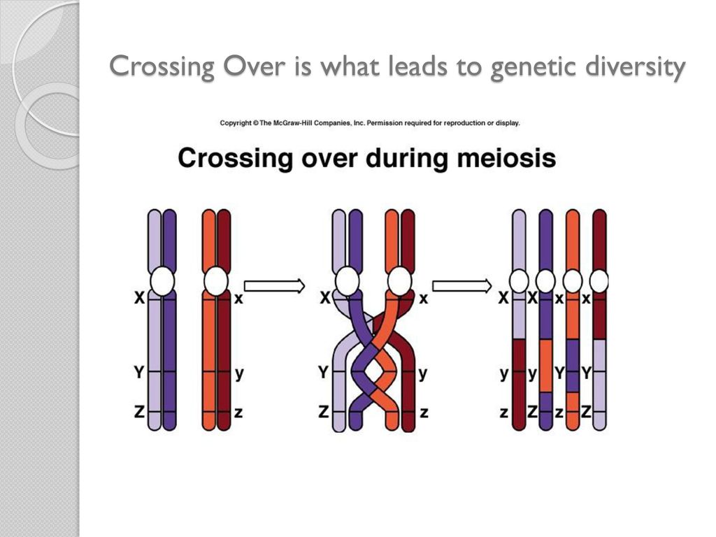 Crossing Over is what leads to genetic diversity