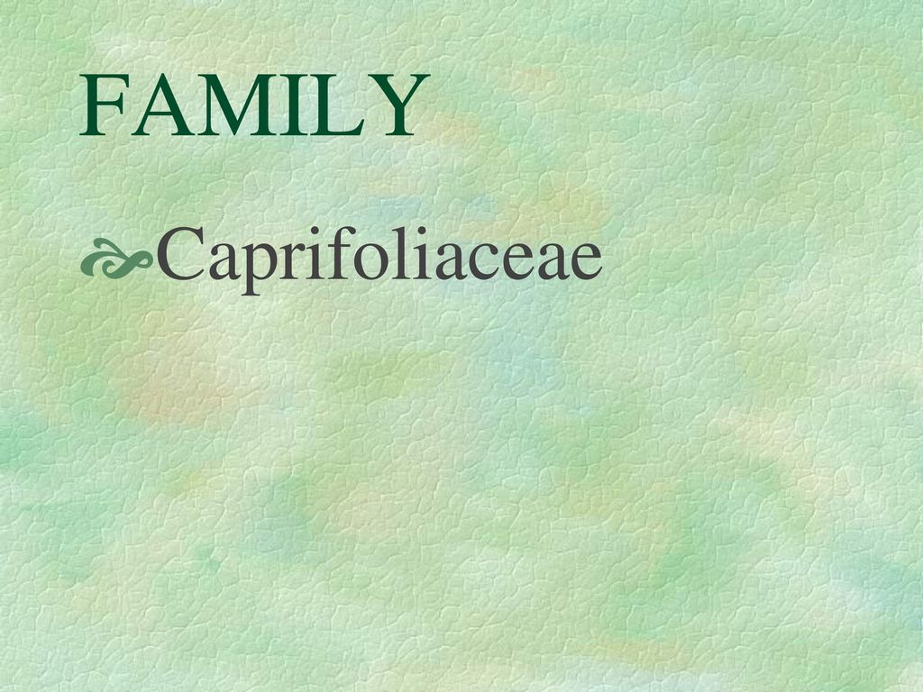 FAMILY Caprifoliaceae