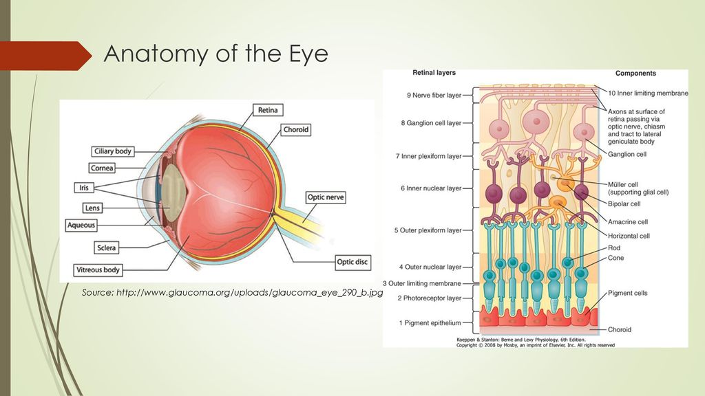 Anatomy of the Eye Source: