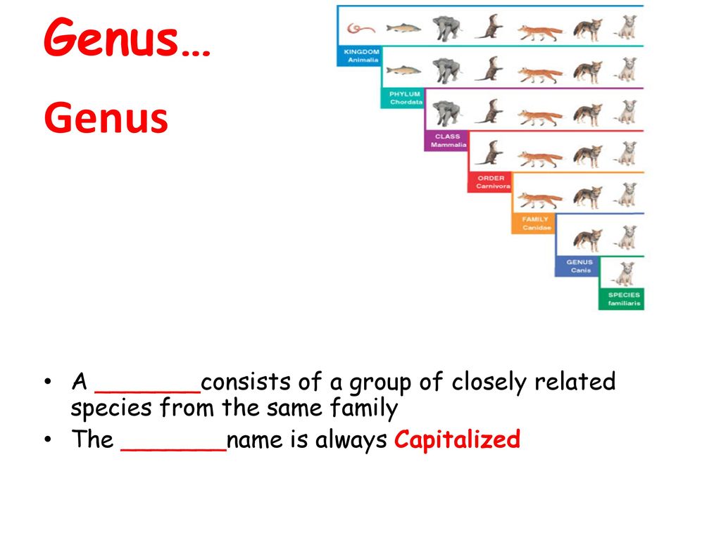 Genus… Genus. A _______consists of a group of closely related species from the same family.