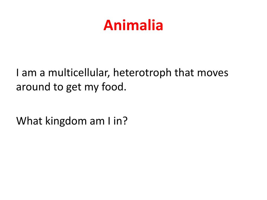 Animalia I am a multicellular, heterotroph that moves around to get my food. What kingdom am I in