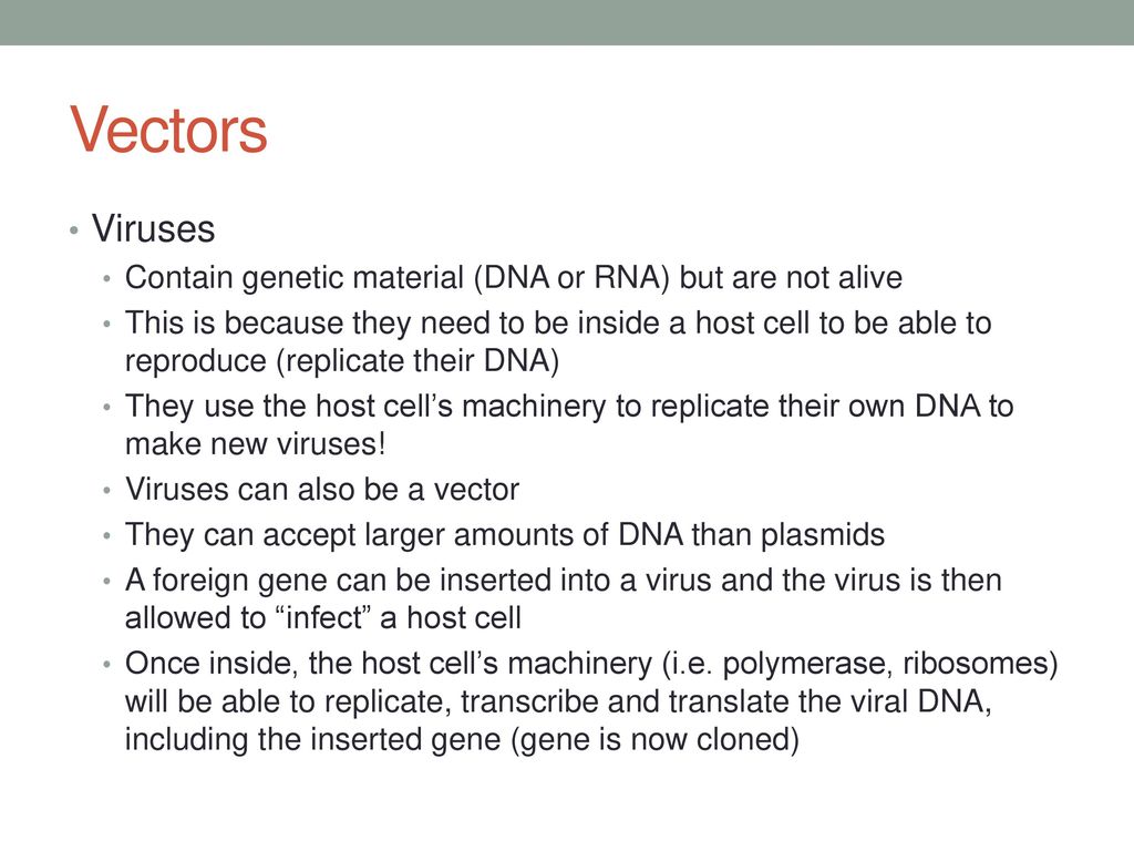 Vectors Viruses. Contain genetic material (DNA or RNA) but are not alive.
