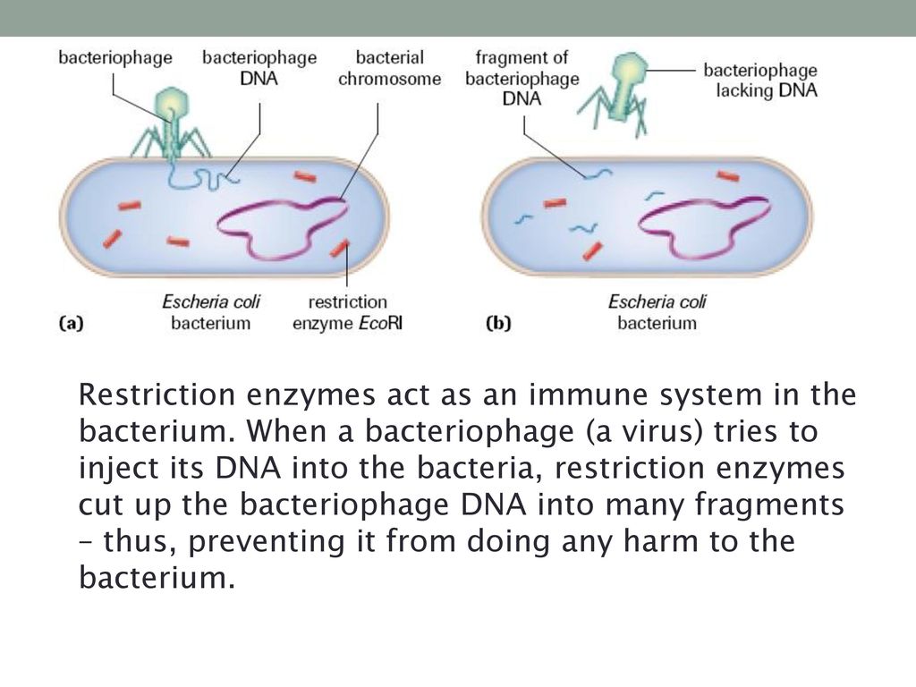 Restriction enzymes act as an immune system in the bacterium