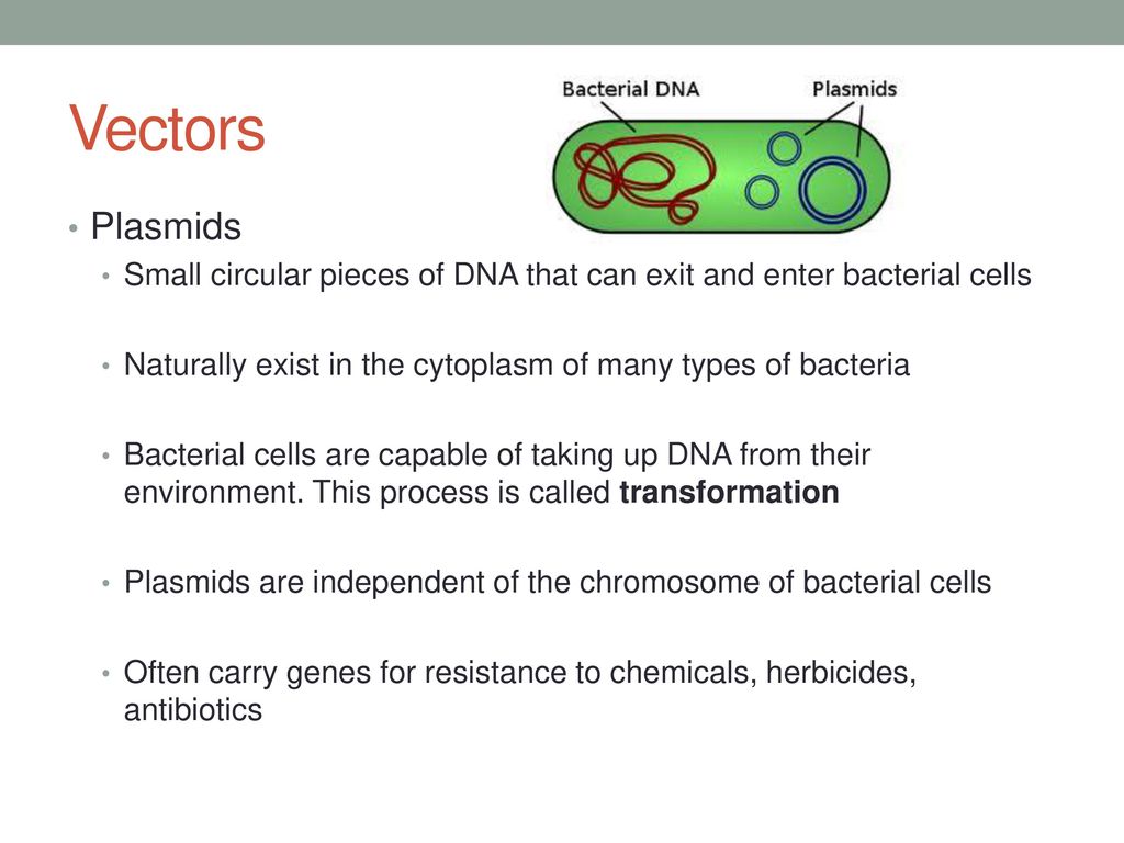 Vectors Plasmids. Small circular pieces of DNA that can exit and enter bacterial cells. Naturally exist in the cytoplasm of many types of bacteria.