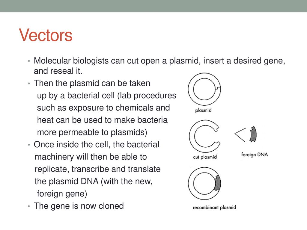 Vectors Molecular biologists can cut open a plasmid, insert a desired gene, and reseal it. Then the plasmid can be taken.