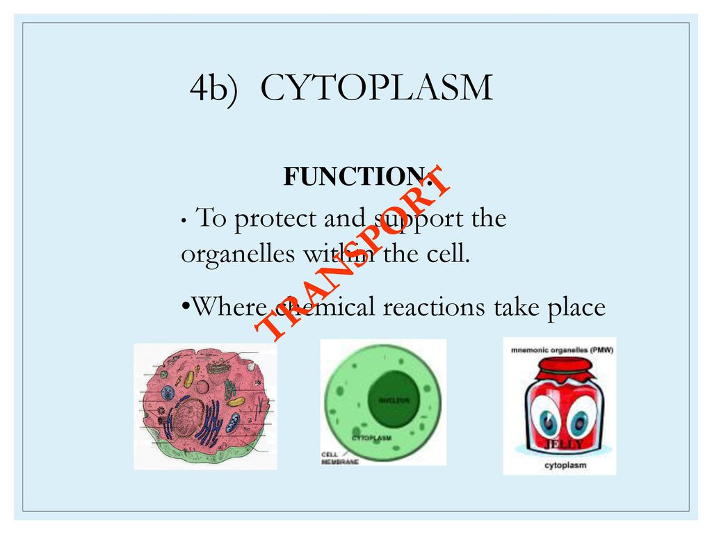 4b) CYTOPLASM TRANSPORT Where chemical reactions take place FUNCTION: