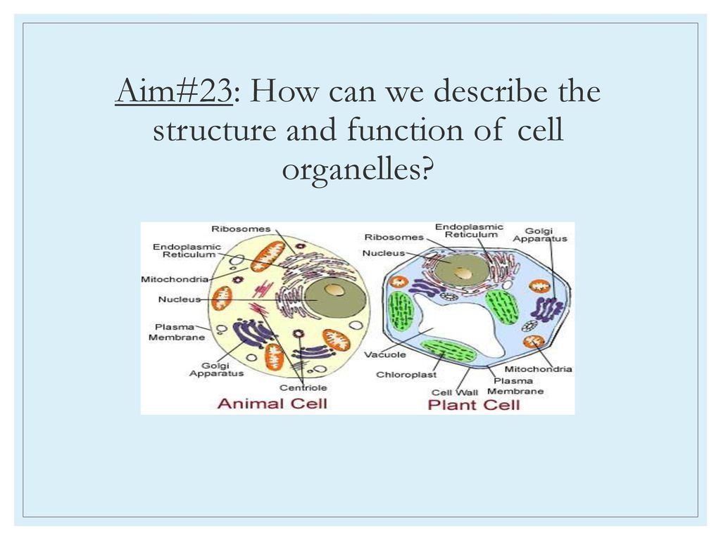 Aim#23: How can we describe the structure and function of cell organelles