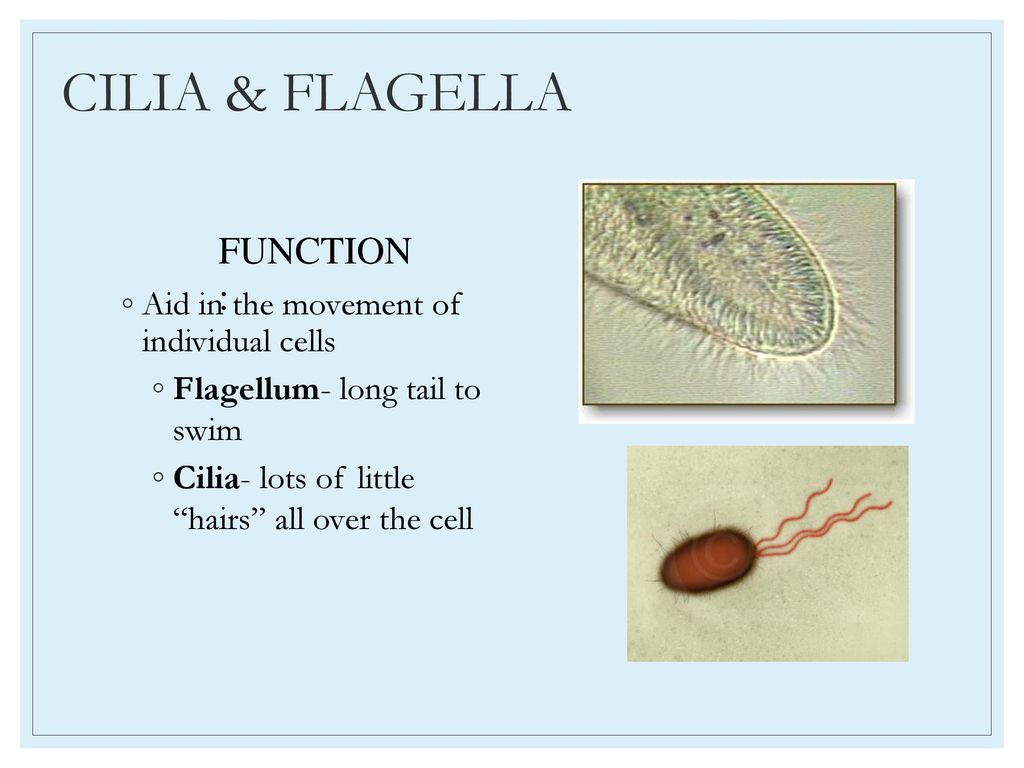 CILIA & FLAGELLA FUNCTION: Aid in the movement of individual cells