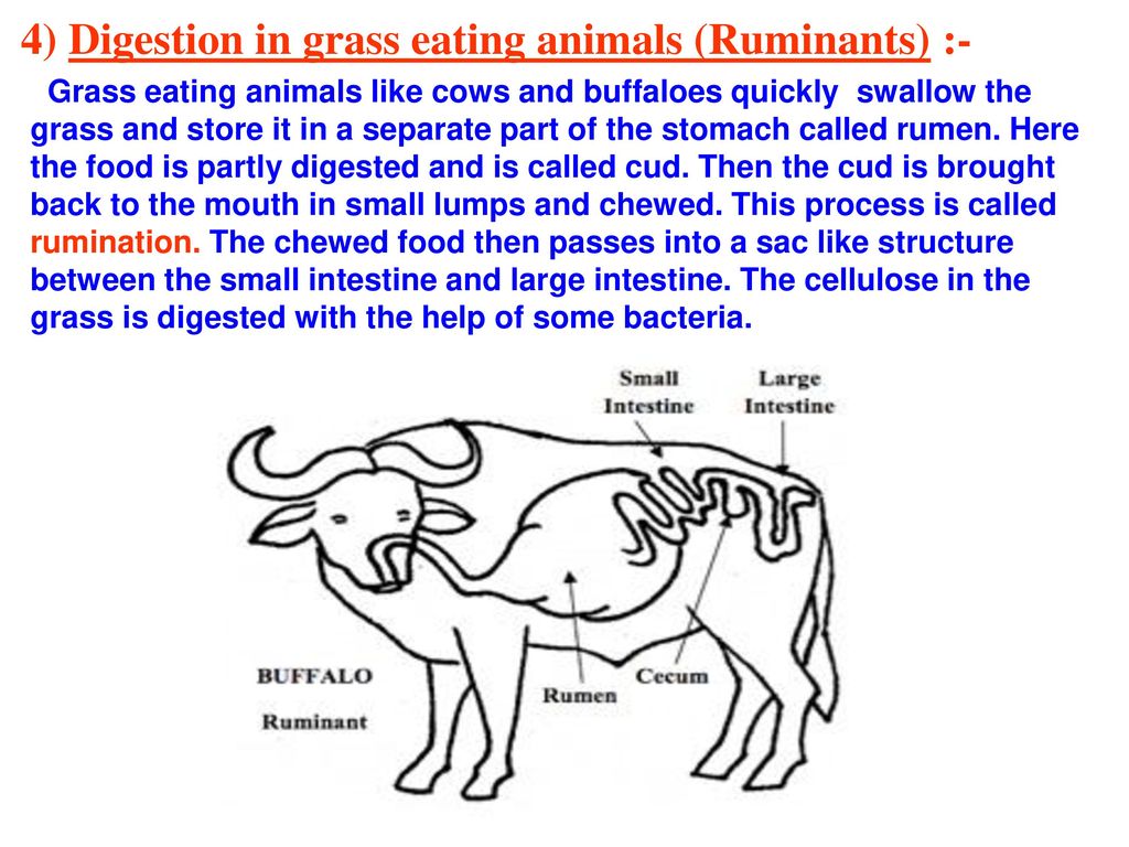 CHAPTER - 2 NUTRITION IN ANIMALS - ppt download