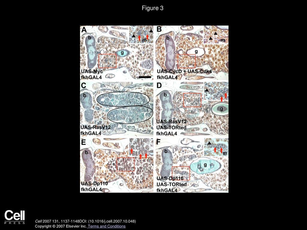 Figure 3 Ras and PI3K Inhibition of Salivary Gland Degradation Requires TOR.