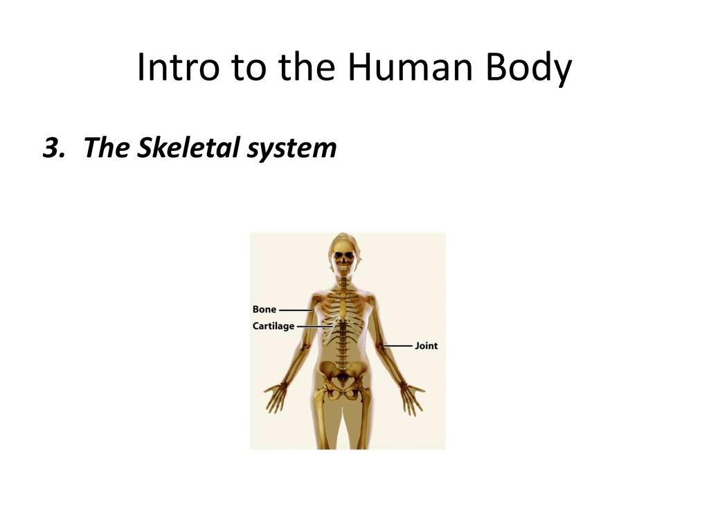 Intro to the Human Body The Skeletal system