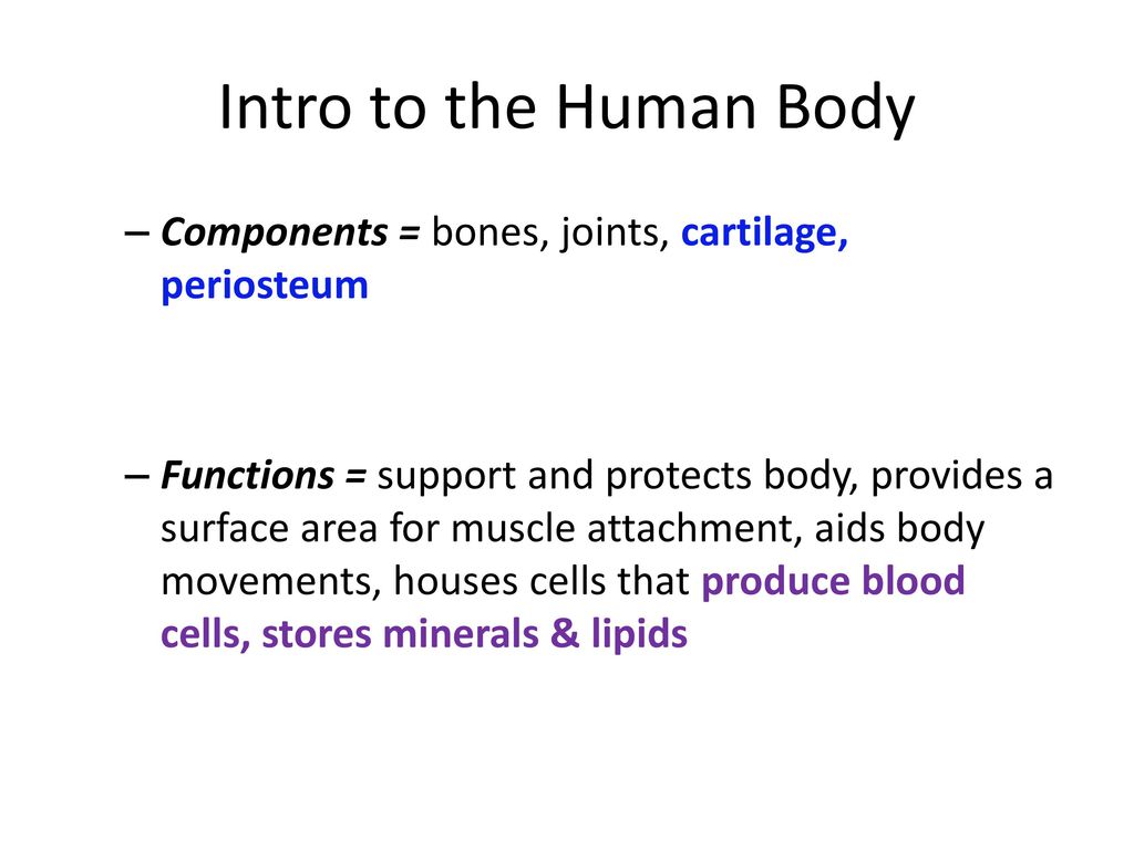 Intro to the Human Body Components = bones, joints, cartilage, periosteum.