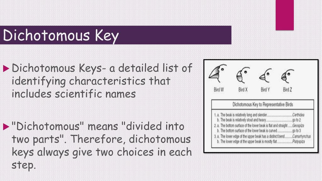 Dichotomous Key Dichotomous Keys- a detailed list of identifying characteristics that includes scientific names.