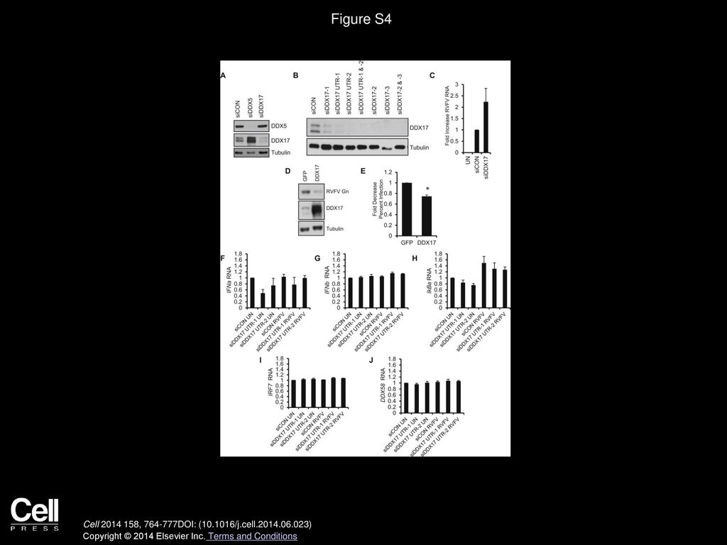 Figure S4 DDX17 but Not DDX5 Restricts RVFV Infection in Human U2OS Cells by an Interferon-Independent Mechanism, Related to Figure 4.