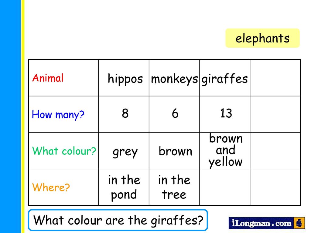 What colour are the giraffes