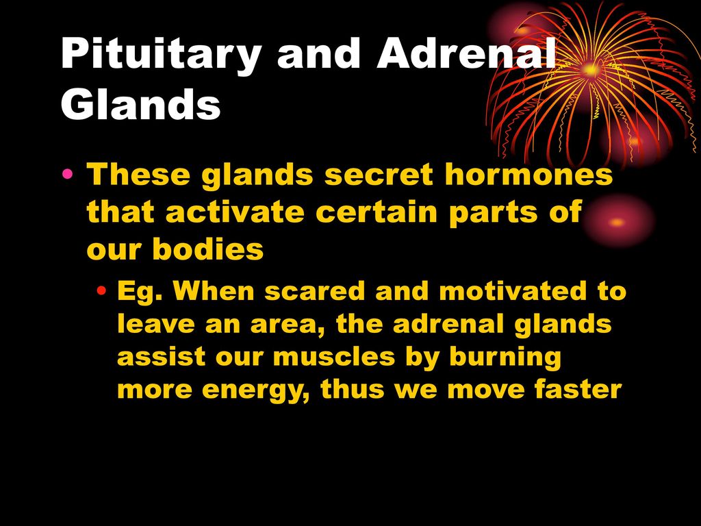 Pituitary and Adrenal Glands