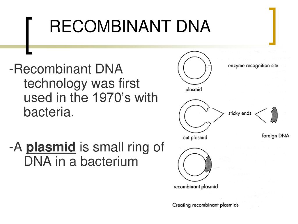 RECOMBINANT DNA -Recombinant DNA technology was first used in the 1970’s with bacteria.