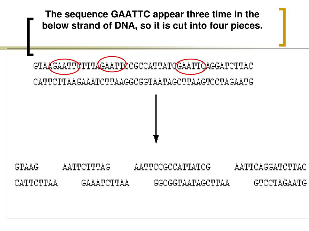 The sequence GAATTC appear three time in the below strand of DNA, so it is cut into four pieces.