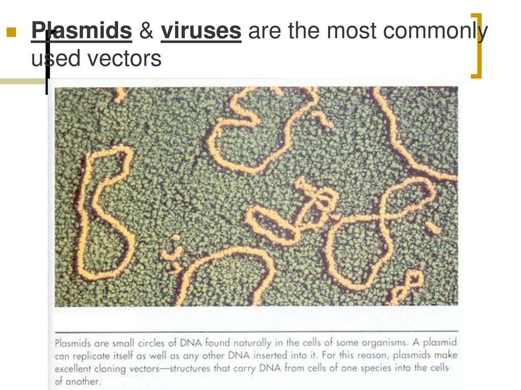 Plasmids & viruses are the most commonly used vectors